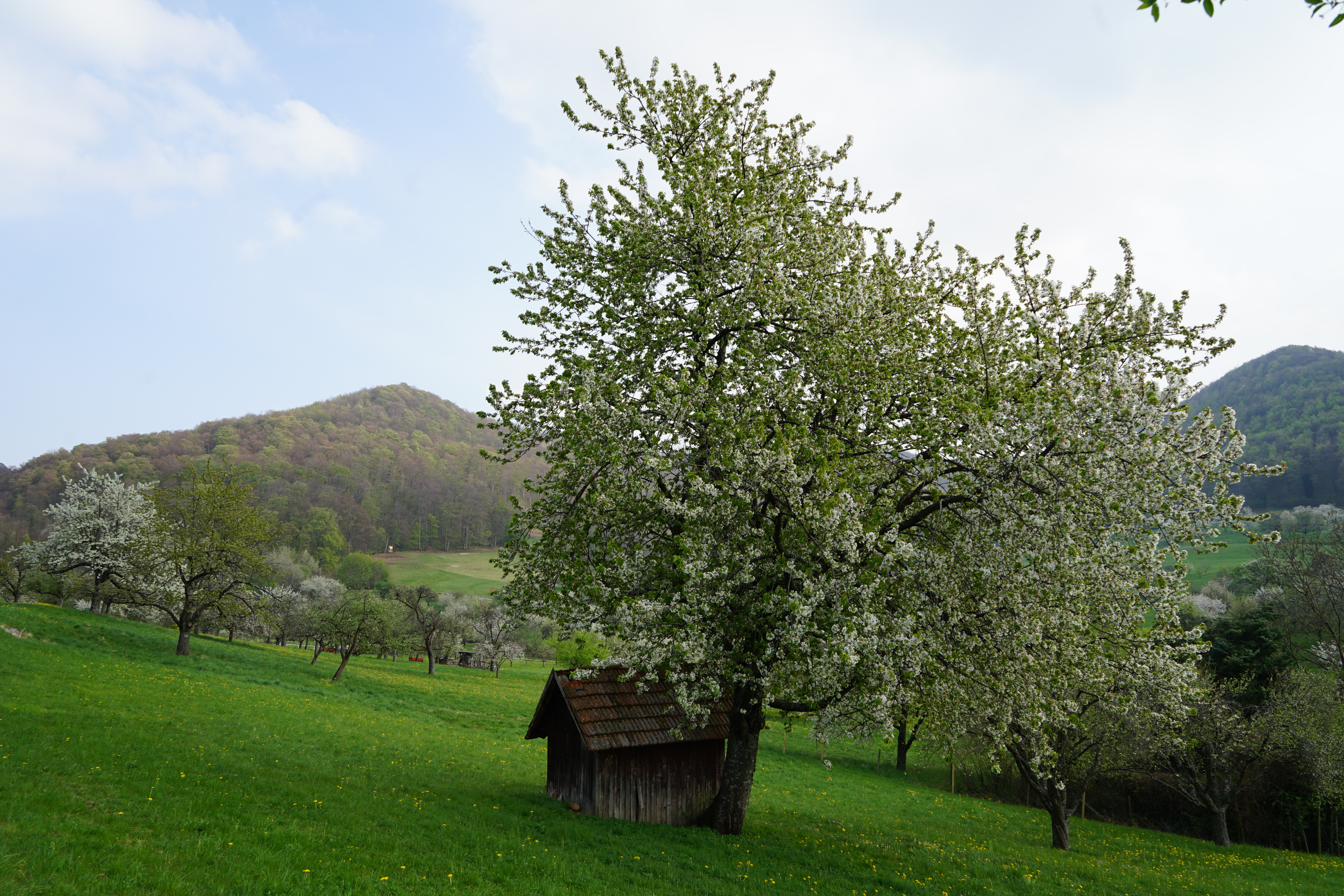 Landschaft der Schwäbischen Alb rund um Beuren